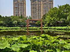 -陈家山荷花公园
