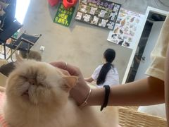 -Heymao猫咖.咖啡厅(东门店)