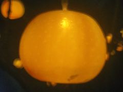 -昆山城市生态森林公园