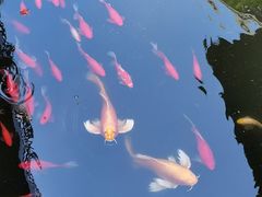 -昆明洲际酒店