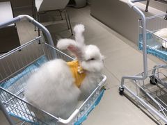 -怪兽屋·羊驼·猫咖·狗咖(俊华广场店)