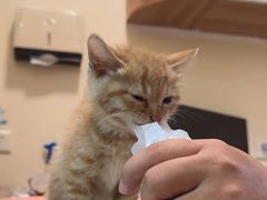 -艾贝尔宠物医院 ·内科全科(梁溪路店)