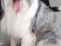 -芭比堂动物医院·犬猫全科·异宠专科(雁塔分院)