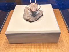 -上海自然博物馆