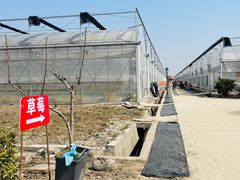 -喜杨洋草莓采摘园