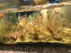 -Isla Sugbu Seafood City