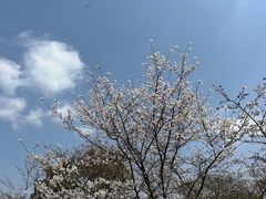 -梅花山(明孝陵内)