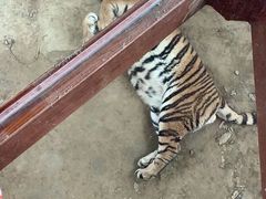 -栾川竹海野生动物园