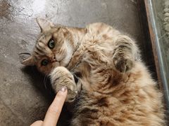 -喵屿·大理花园猫咖