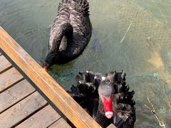 -千岛湖东南湖区