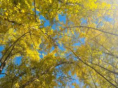 -三里屯东五街银杏大道