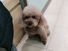 -宠福鑫康馨动物医院·骨科·眼科