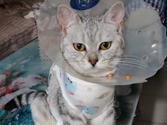 -瑞派·关忠动物医院·猫专科·犬专科(三环新城店)