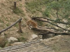 -大连森林动物园