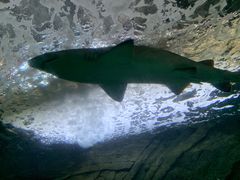 -悉尼海洋生物水族馆