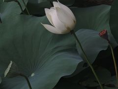 -四海公园(南山区)