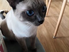 -滚猫咖啡·猫咖·猫友好撸猫(未来城店)