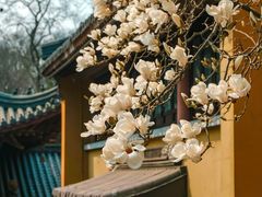 -灵谷景区
