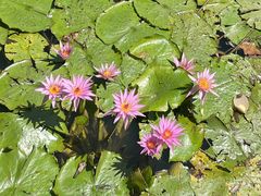 -墨尔本皇家植物园