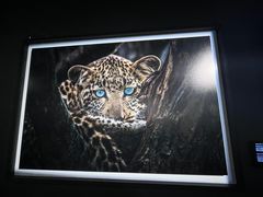 -罗红摄影艺术馆