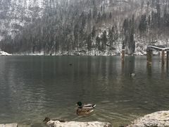 -柯尼希湖