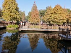 -五缘湾湿地公园