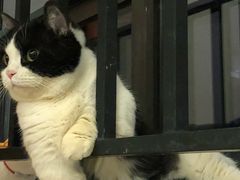 -猫岛主趣味餐厅(鼓浪屿店)