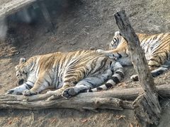 -大连森林动物园