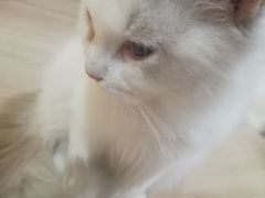 -Bastet sally猫舍购宠(静安店)