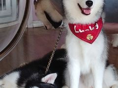 -Husky Go! 哈士奇体验馆·宠物咖啡厅狗咖