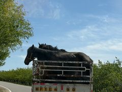 -特克斯八卦城