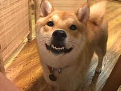 -柴务处·柴犬主题狗咖