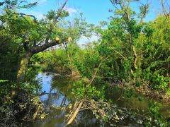 -吴淞炮台湾湿地森林公园烧烤区