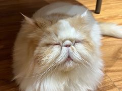 -MOCHA明星猫咖(田子坊店)