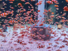 -海合安成都极地海洋公园