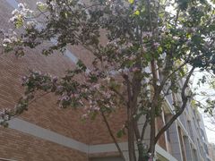 -厦门国家会计学院