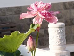 -荷花荡