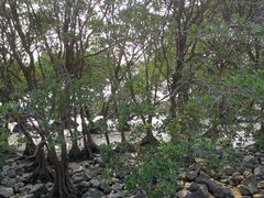 -宝安西湾红树林湿地公园