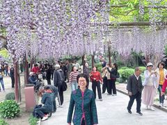 -嘉定紫藤园