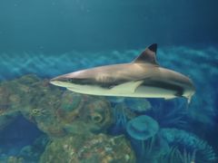 -上海海昌海洋公园