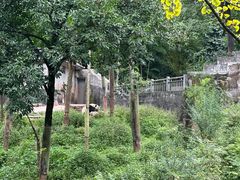 -中国大熊猫保护研究中心雅安碧峰峡基地