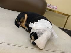 -美联众合动物医院·24h转诊中心