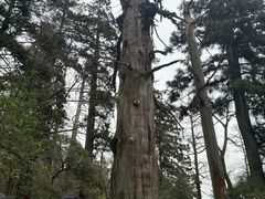 -天目山大树王景区
