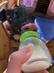 -萌宠亲子动物乐园(槐房万达店)