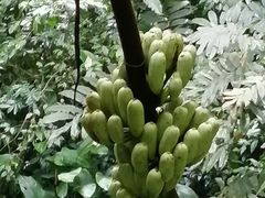 -西双版纳原始森林公园