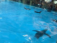 -帝企鹅自助餐厅•儿童岛•真企鹅(长隆企鹅酒店)