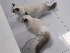 -嘉馨宠物医院·CT影像转诊·心脏科·犬猫全科诊疗中心(下沙大学城院区)