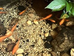 -鸥迪足道(金州店)