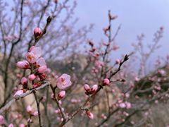 -北京凤凰岭