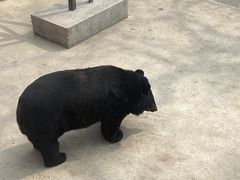 -保定市动物园